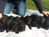 Собаки, щенки Ньюфаундленд, цена 14000 Грн., Фото