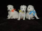 Собаки, щенки Самоед, цена 3500 Грн., Фото
