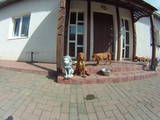 Собаки, щенки Венгерская выжла, цена 7000 Грн., Фото