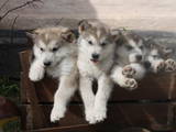 Собаки, щенята Аляска маламут, ціна 5000 Грн., Фото