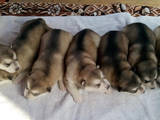 Собаки, щенки Аляскинский маламут, цена 4500 Грн., Фото