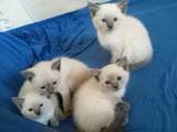 Кошки, котята Тайская, цена 800 Грн., Фото