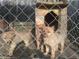 Собаки, щенки Разное, цена 3500 Грн., Фото