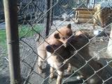 Собаки, щенята Різне, ціна 3500 Грн., Фото