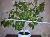 Домашние растения Средние растения, цена 200 Грн., Фото