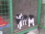 Собаки, щенки Разное, цена 1000 Грн., Фото