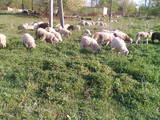 Тваринництво,  Сільгосп тварини Барани, вівці, ціна 36 Грн., Фото
