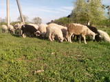 Животноводство,  Сельхоз животные Бараны, овцы, цена 36 Грн., Фото