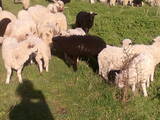 Животноводство,  Сельхоз животные Бараны, овцы, цена 36 Грн., Фото