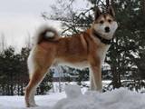 Собаки, щенки Восточно-Сибирская лайка, цена 4500 Грн., Фото