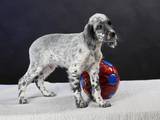 Собаки, щенята Англійський сетер, ціна 15000 Грн., Фото