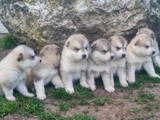 Собаки, щенки Аляскинский маламут, цена 4800 Грн., Фото
