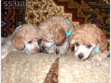 Собаки, щенки Карликовый пудель, цена 3000 Грн., Фото