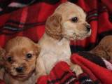 Собаки, щенки Американский коккер, цена 1000 Грн., Фото