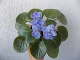 Домашні рослини Фіалки, ціна 15 Грн., Фото