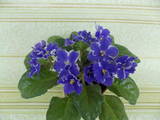 Домашні рослини Фіалки, ціна 15 Грн., Фото