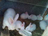 Животноводство,  Сельхоз животные Кролики, Нутрии, цена 200 Грн., Фото