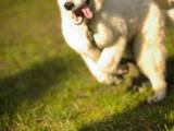 Собаки, щенки Белая Швейцарская овчарка, цена 5000 Грн., Фото