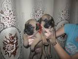 Собаки, щенки Мальоркский бульдог (Ка Де Бо), цена 5500 Грн., Фото