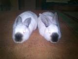 Гризуни Кролики, ціна 70 Грн., Фото