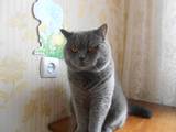 Кошки, котята Спаривание, цена 300 Грн., Фото