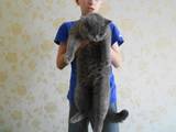 Кішки, кошенята Спаровування, ціна 300 Грн., Фото