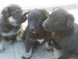 Собаки, щенки Восточно-Европейская овчарка, цена 4000 Грн., Фото