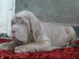Собаки, щенята Мастіно неаполетано, ціна 15000 Грн., Фото