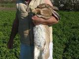 Тваринництво Кролівництво, ціна 100 Грн., Фото