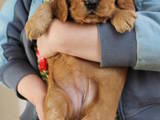 Собаки, щенки Английский коккер, цена 500 Грн., Фото