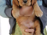 Собаки, щенята Англійський коккер, ціна 500 Грн., Фото