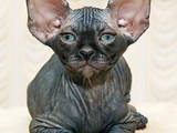 Кішки, кошенята Донський сфінкс, ціна 800 Грн., Фото