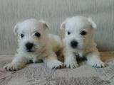 Собаки, щенки Вестхайленд уайт терьер, цена 18000 Грн., Фото