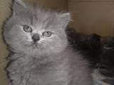Кішки, кошенята Різне, ціна 850 Грн., Фото