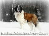 Собаки, щенята Московська сторожова, ціна 4000 Грн., Фото