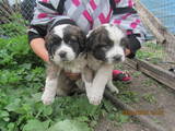 Собаки, щенки Московская сторожевая, цена 2700 Грн., Фото