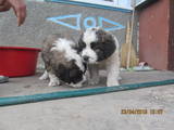 Собаки, щенки Московская сторожевая, цена 2700 Грн., Фото