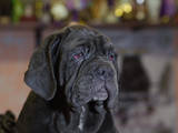 Собаки, щенки Мастино неаполетано, цена 1500 Грн., Фото