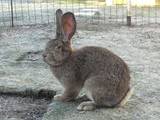 Животноводство Кролиководство, цена 11 Грн., Фото