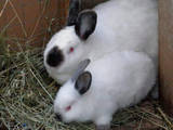Тваринництво Кролівництво, ціна 11 Грн., Фото