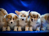 Собаки, щенята Вельш коргі пемброк, ціна 20000 Грн., Фото