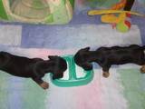 Собаки, щенки Гладкошерстная такса, цена 3750 Грн., Фото