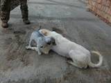 Собаки, щенята Невідома порода, ціна 5000 Грн., Фото