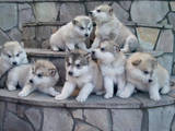 Собаки, щенки Аляскинский маламут, цена 4800 Грн., Фото