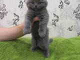 Кошки, котята Британская длинношёрстная, цена 1500 Грн., Фото
