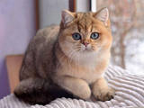 Кішки, кошенята Британська короткошерста, Фото
