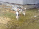 Собаки, щенята Жорсткошерстий фокстер'єр, ціна 400 Грн., Фото
