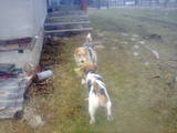 Собаки, щенята Жорсткошерстий фокстер'єр, ціна 400 Грн., Фото