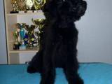 Собаки, щенята Різеншнауцер, ціна 12500 Грн., Фото
