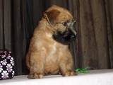 Собаки, щенята Ірландський тер'єр, ціна 1000 Грн., Фото